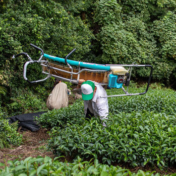 Gokou Premium Ceremonial Matcha, 7 of 10