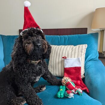Prefilled Christmas Stocking For Dogs, 2 of 3