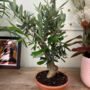 The Olive Tree Bonsai Gift, thumbnail 8 of 12