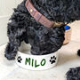 Paint Your Own Pet Bowl, thumbnail 4 of 7