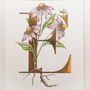 E Is For Echinacea Gilded Initial Print, thumbnail 4 of 7