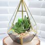 Gold Geometric Terrarium Kit With Succulent Or Cactus, thumbnail 1 of 12
