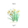 Daffodils March Birth Flower Watercolour Art Print, thumbnail 2 of 4
