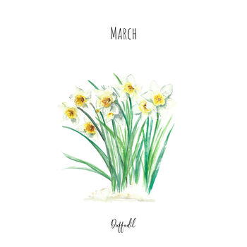 Daffodils March Birth Flower Watercolour Art Print, 2 of 4