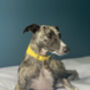 Yellow Leather Whippet Collar Can Be Personalised, thumbnail 5 of 12