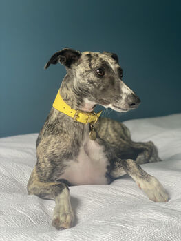 Yellow Leather Whippet Collar Can Be Personalised, 5 of 12