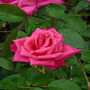 Birthday Rose Gift Rose Happy 80th Birthday, thumbnail 2 of 3