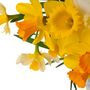Spring Bulbs Daffodils 'Mixed' Bulb Pack, thumbnail 1 of 6