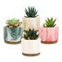 Pack Of Four Mini Colorful Succulent Plant Pots, thumbnail 5 of 7