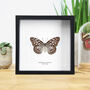 Dark Tiger Butterfly Entomology Taxidermy Frame, thumbnail 1 of 3
