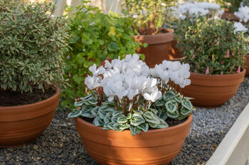 Cyclamen 'Blanc Pur' Three X Full Plant Pack, 3 of 4