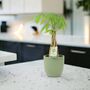 Pachira Money Tree With Braided Trunk – 12cm Pot, thumbnail 8 of 12
