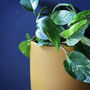Ceramic Yellow Wall Planter, thumbnail 2 of 4