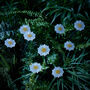 Nine Daisy Flower Solar Stake Lights, thumbnail 3 of 4