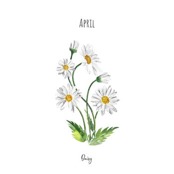 Daisy April Birth Flower Watercolour Art Print, 2 of 4
