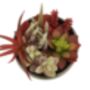 Mixed Succulents In Ceramic Pot, thumbnail 2 of 4