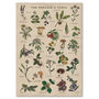 Botanical Wild Food Print/Illustrated Foraging Artwork, thumbnail 2 of 11
