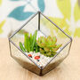 Succulent Glass Cube Terrarium Kit Christmas Gift, thumbnail 2 of 3