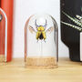Saw Tooth Green Stag Beetle Bell Jar, thumbnail 1 of 4