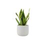 Sansevieria Superba – Snake Plant In 12cm Pot, thumbnail 4 of 7
