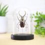 Feisthamelii Stag Beetle Insect Bug Moth Butterfly Bell Jar Entomology Taxidermy Interior Design Home Decor Cloche Modern Display Gift Ornament, thumbnail 1 of 4