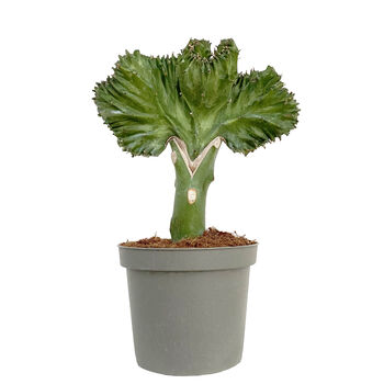 Coral Cactus 9cm Pot Easy Care House Plant, 2 of 2