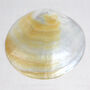 Natural Oyster Shell Mother Of Pearl Dish, thumbnail 4 of 5