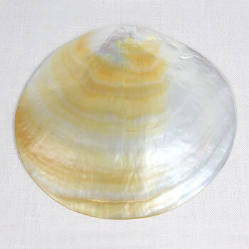 Natural Oyster Shell Mother Of Pearl Dish, 4 of 5