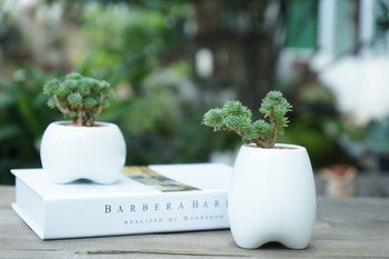 Ceramic Tooth Shaped Planter, 5 of 8