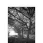 Trees, Anglesey Abbey Gardens Photographic Art Print, thumbnail 3 of 12