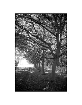 Trees, Anglesey Abbey Gardens Photographic Art Print, 3 of 12