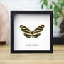 Zebra Longwing Insect Bug Entomology Taxidermy Box Frame, thumbnail 1 of 3