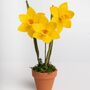 Handmade Mini Daffodil Pot, thumbnail 2 of 2