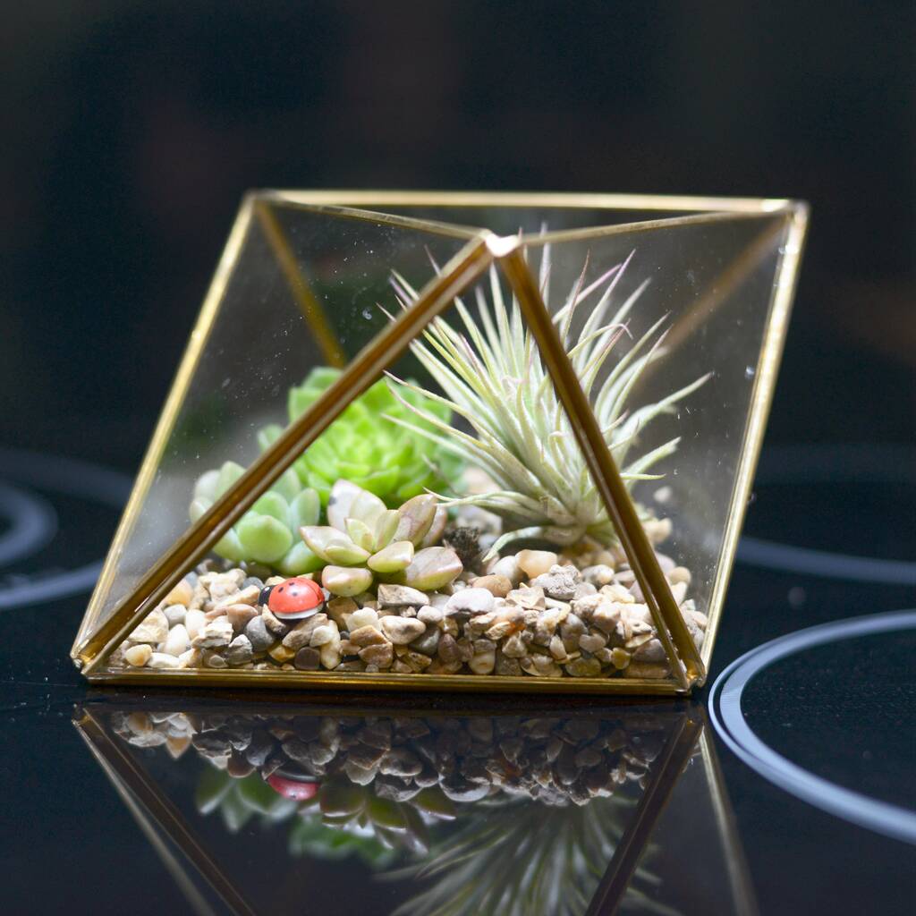 Geometric Succulent Air Plant Terrarium Diy Kit By Dinga Ding Terrariums | notonthehighstreet.com