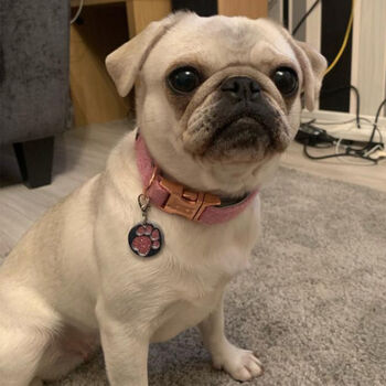 Rosie's Pink Harris Tweed Dog Collar, 7 of 7