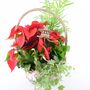 Large Christmas Indoor Planted Basket, thumbnail 2 of 3