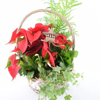 Large Christmas Indoor Planted Basket, 2 of 3