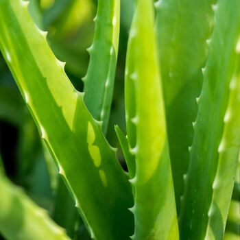 Aloe Vera Plant Medium Plant In 15cm Pot, 8 of 8