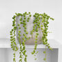 String Of Pearls Trailing House Plant In Nine 10cm Pot, thumbnail 2 of 5