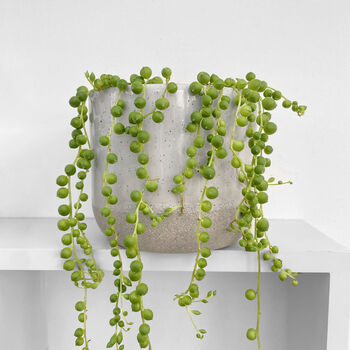 String Of Pearls Trailing House Plant In Nine 10cm Pot, 2 of 5