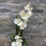Cream Artificial Silk Luxury Orchid Mothers Day Gift, thumbnail 4 of 7