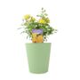 The Golden Anniversary Rose – Golden Yellow Patio Rose, thumbnail 5 of 5