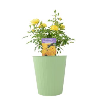 The Golden Anniversary Rose – Golden Yellow Patio Rose, 5 of 5