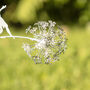 Dandelion Fairy Stake Light Garden Ornament Warm White, thumbnail 6 of 11