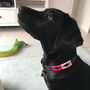 Pampeano 'Petalo' Leather Dog Collar, thumbnail 3 of 4