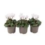 Cyclamen White Plants In 9cm Pots – Set Of3, thumbnail 1 of 2