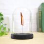 Spinosaurus Tooth Bell Jar Real Authentic Jurassic Dinosaur Fossil Museum Quality Natural History Interior Design Home Decor Display Gift Ornament, thumbnail 1 of 4