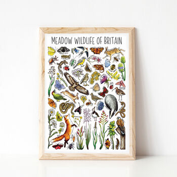 Meadow Wildlife Of Britain Wildlife Print, 6 of 9