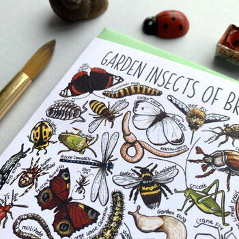 Garden Insects Of Britain Greeting Card, 4 of 12