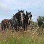 Shire Horse Experience Day For One, thumbnail 1 of 10